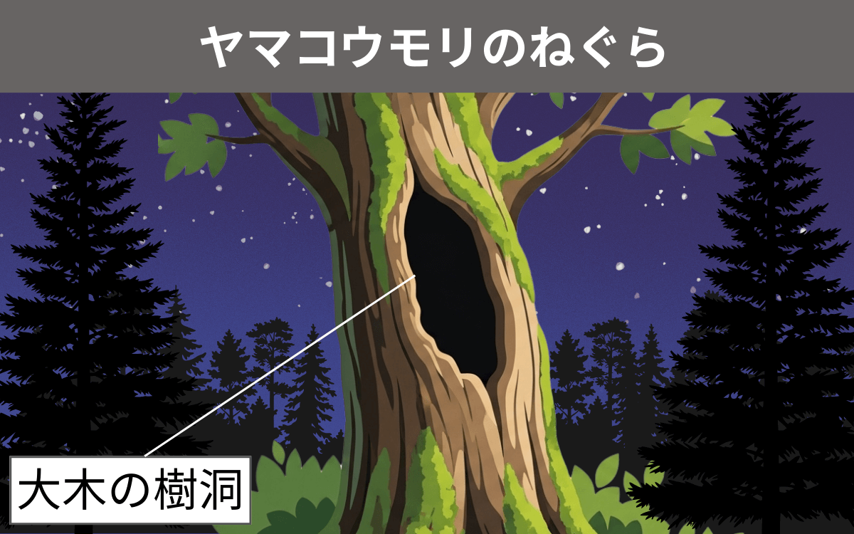 ヤマコウモリのねぐら