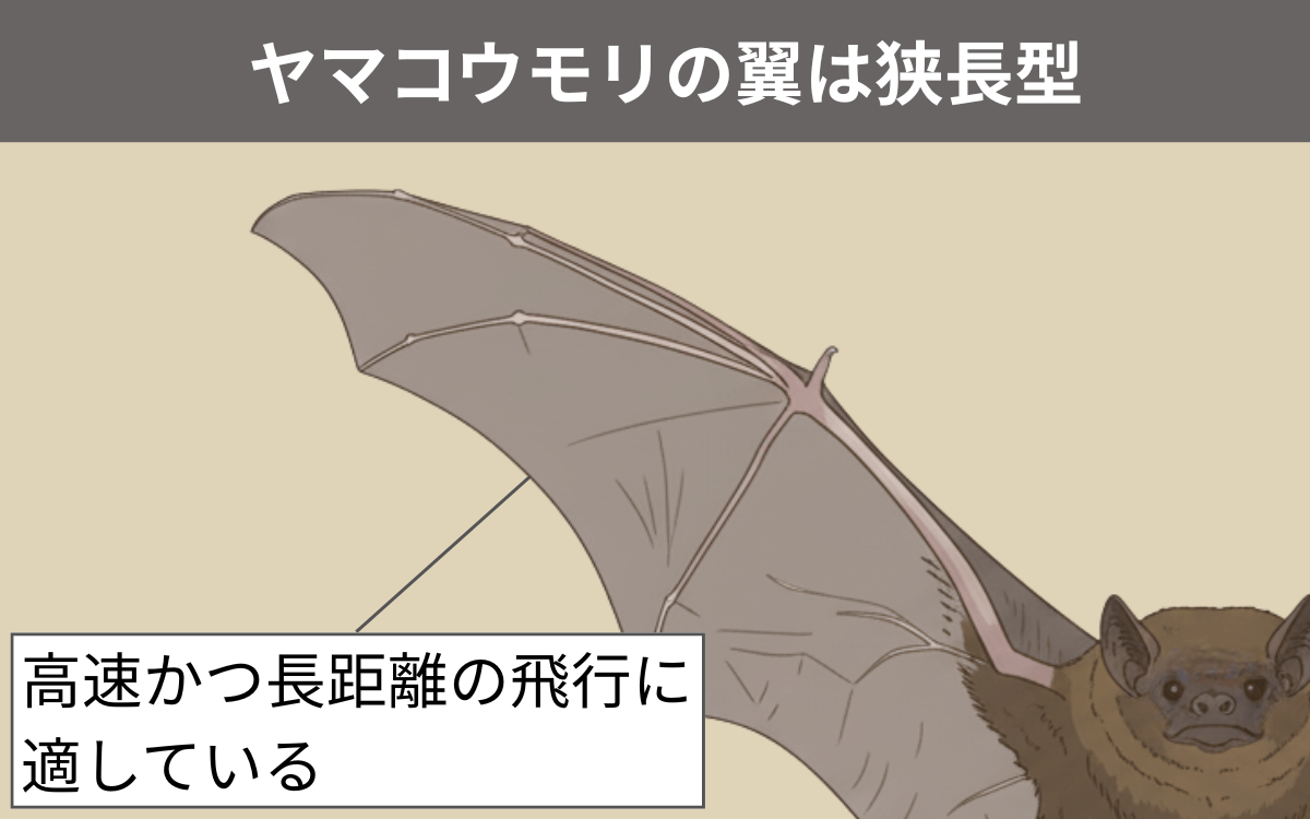 ヤマコウモリの翼