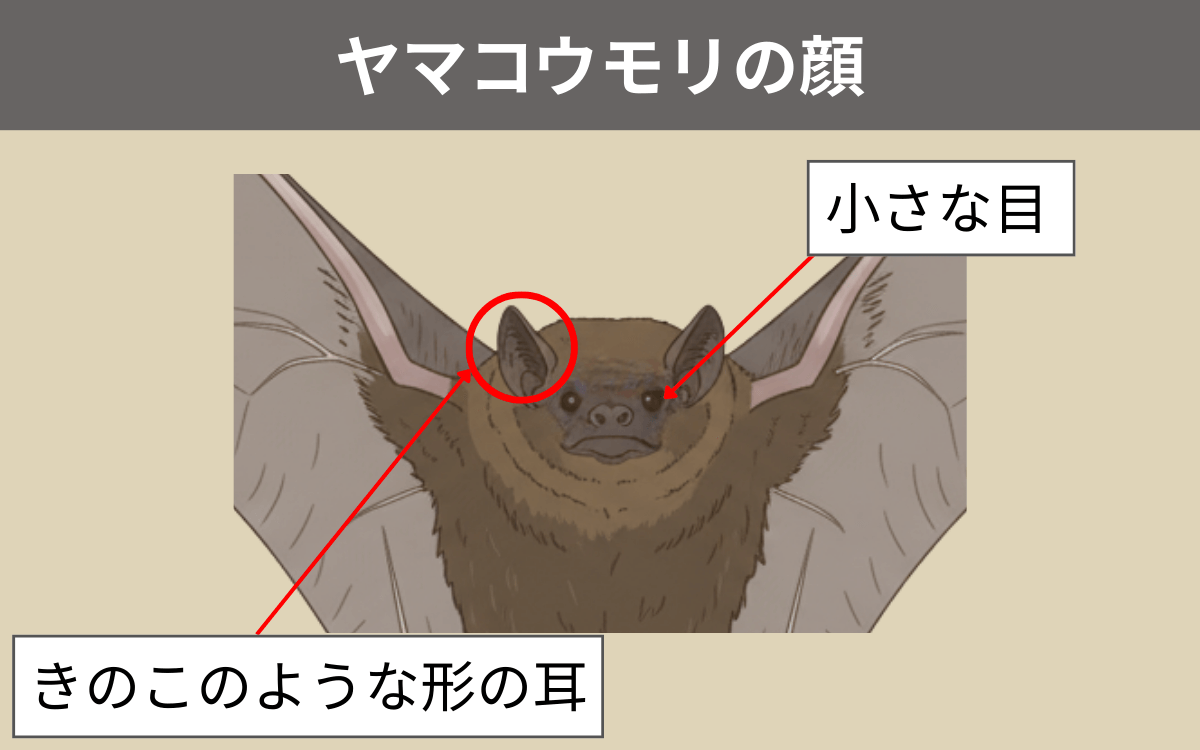 ヤマコウモリの顔