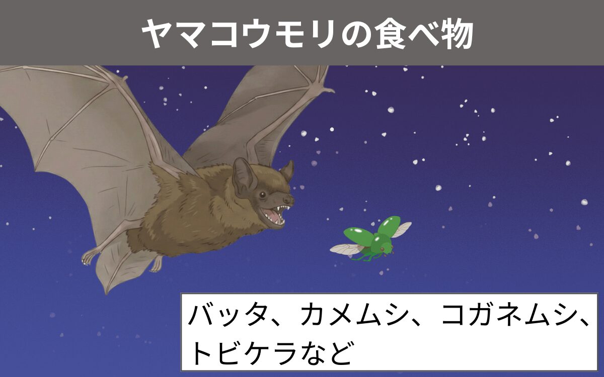 ヤマコウモリの食べ物
