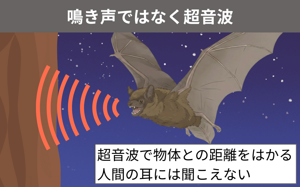 ヤマコウモリの鳴き声