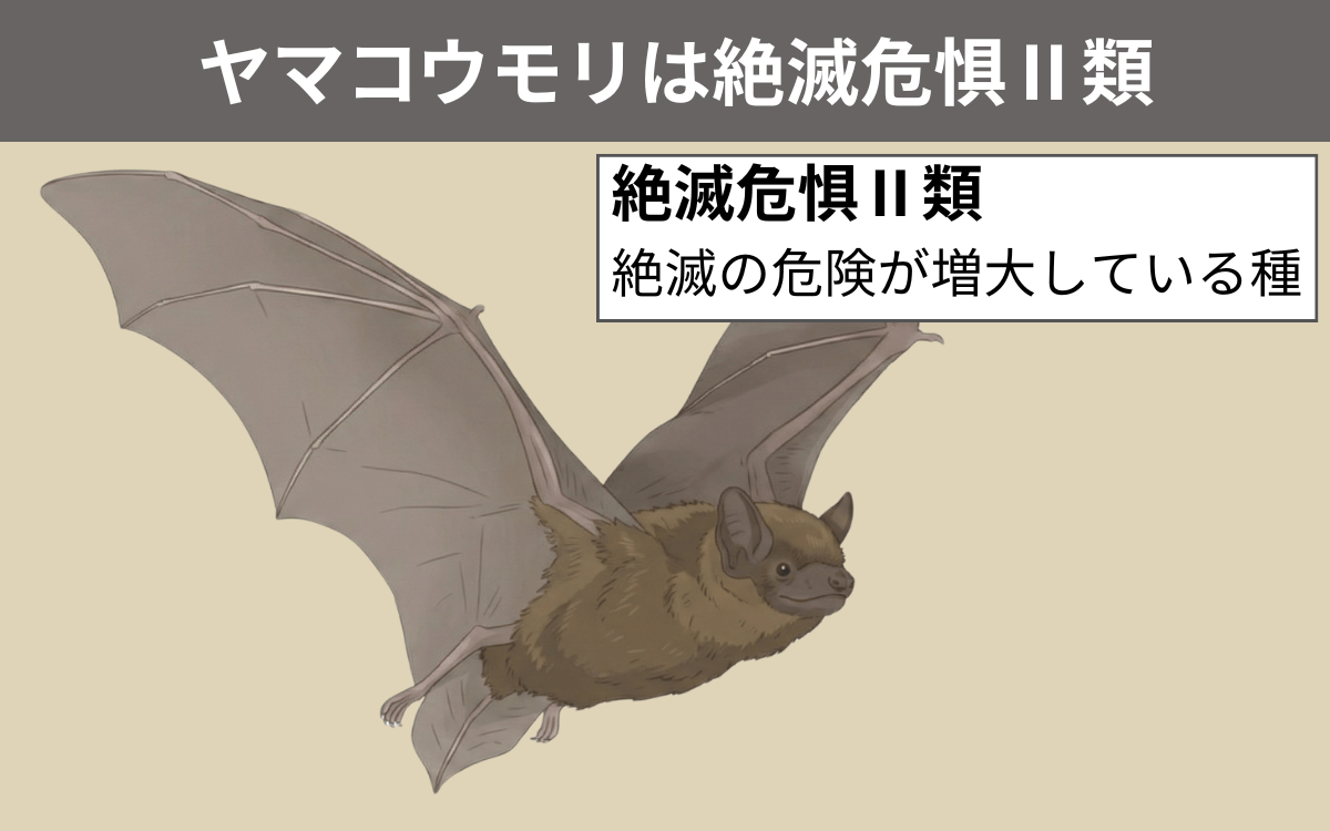 ヤマコウモリは絶滅危惧Ⅱ類