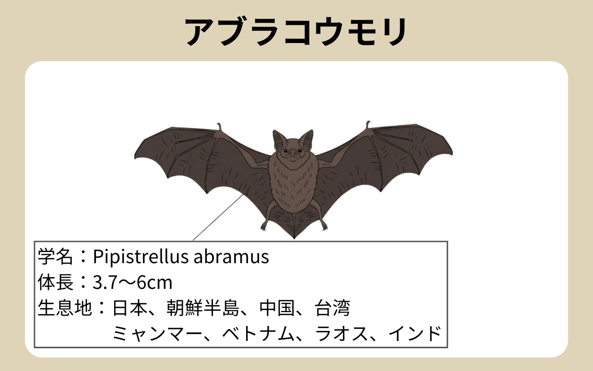 アブラコウモリ