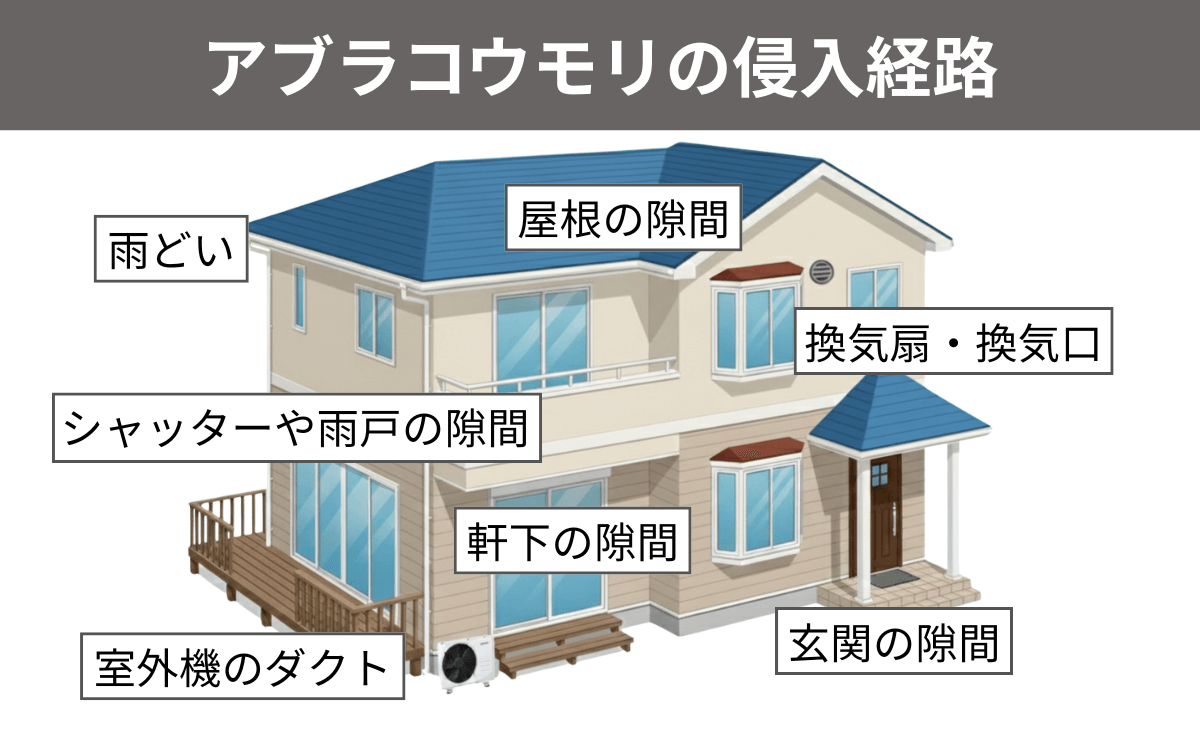 アブラコウモリの侵入経路
