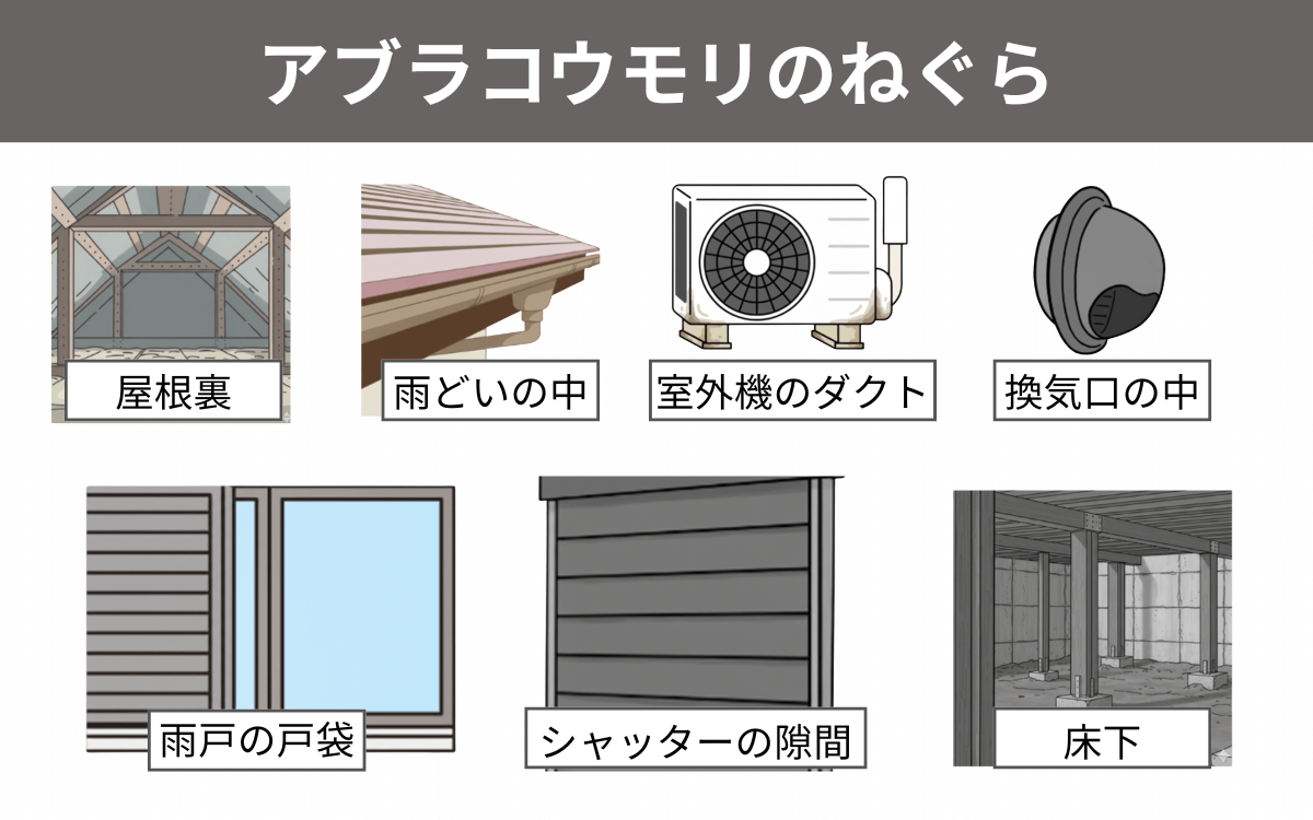 アブラコウモリのねぐら