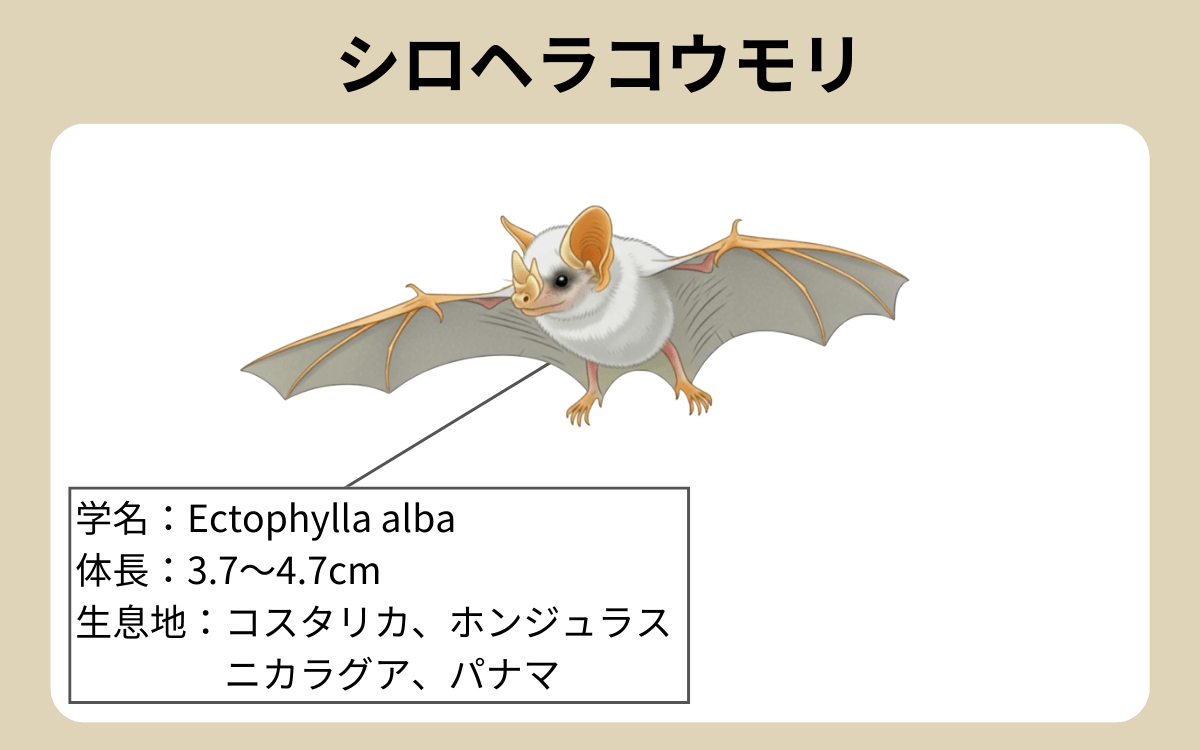 シロヘラコウモリの概要