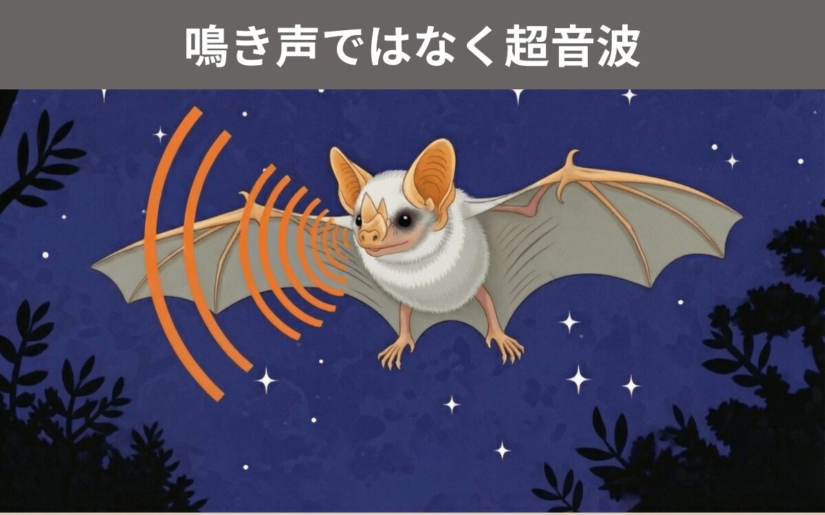 シロヘラコウモリの超音波