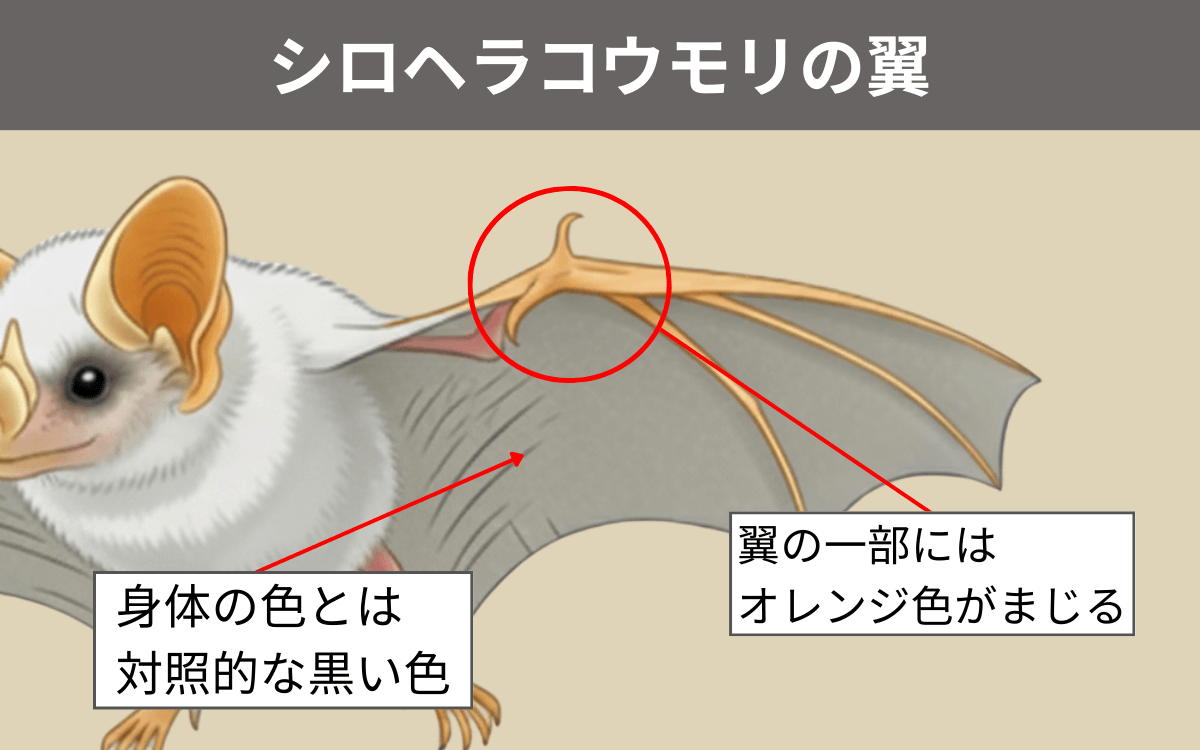 シロヘラコウモリの翼