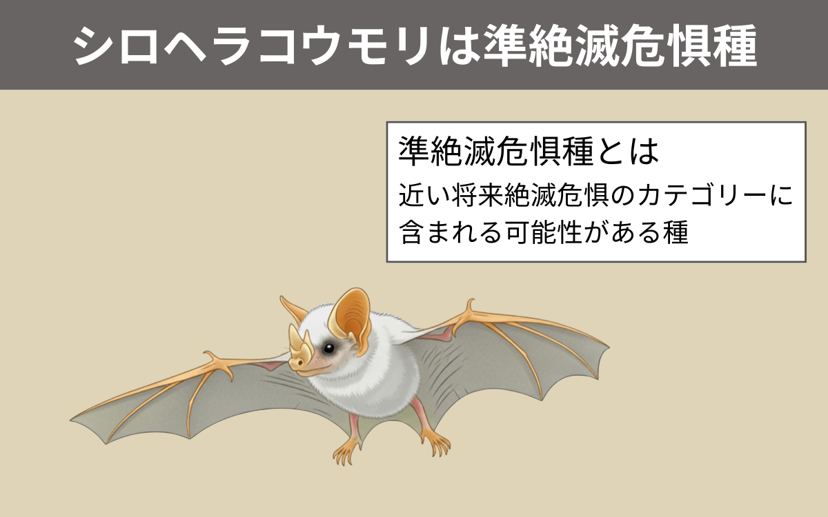 シロヘラコウモリは準絶滅危惧種