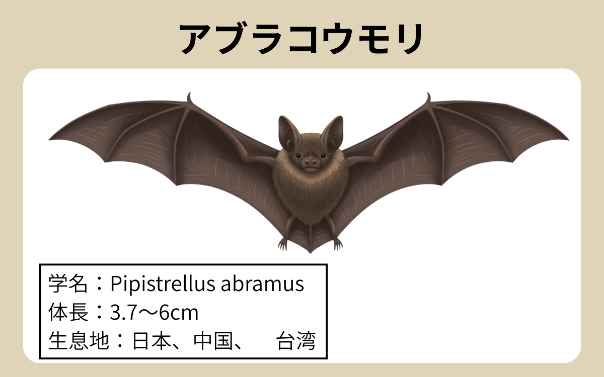 アブラコウモリ