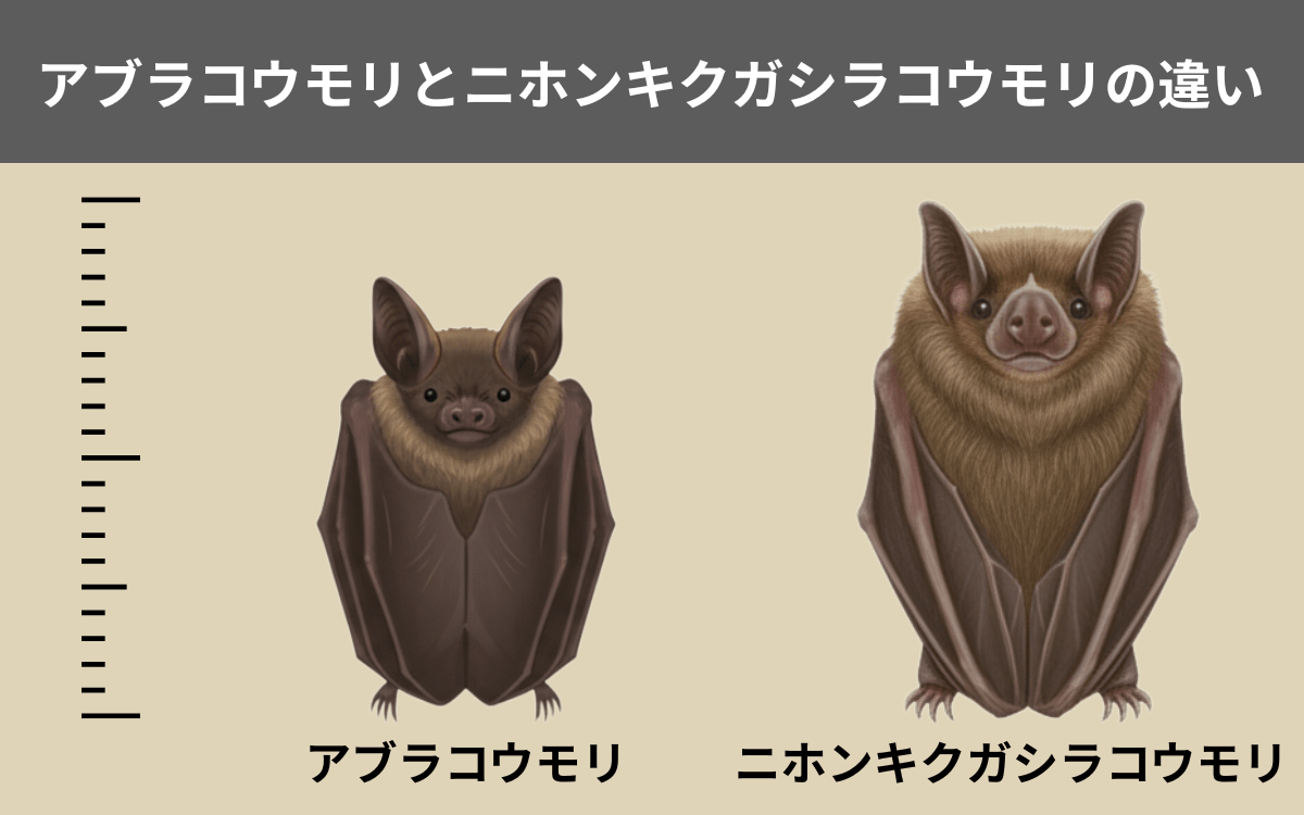 アブラコウモリとニホンキクガシラコウモリの違い