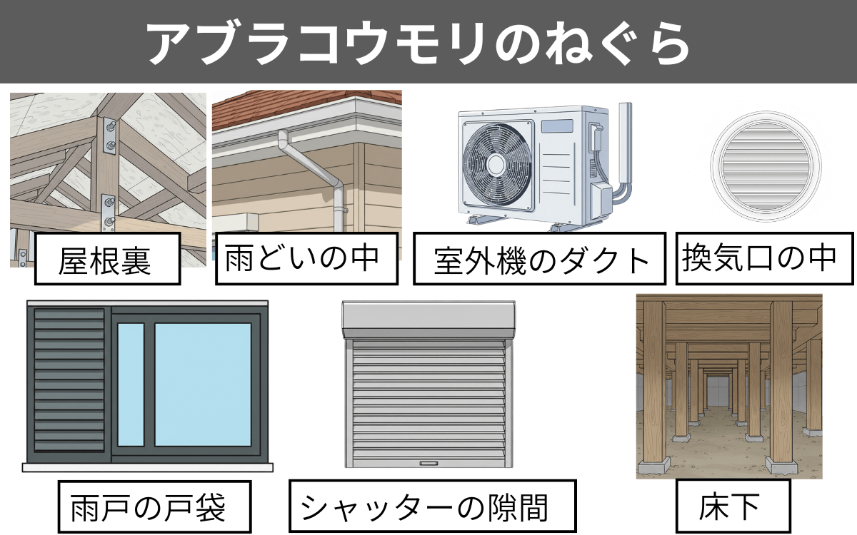 アブラコウモリのねぐら