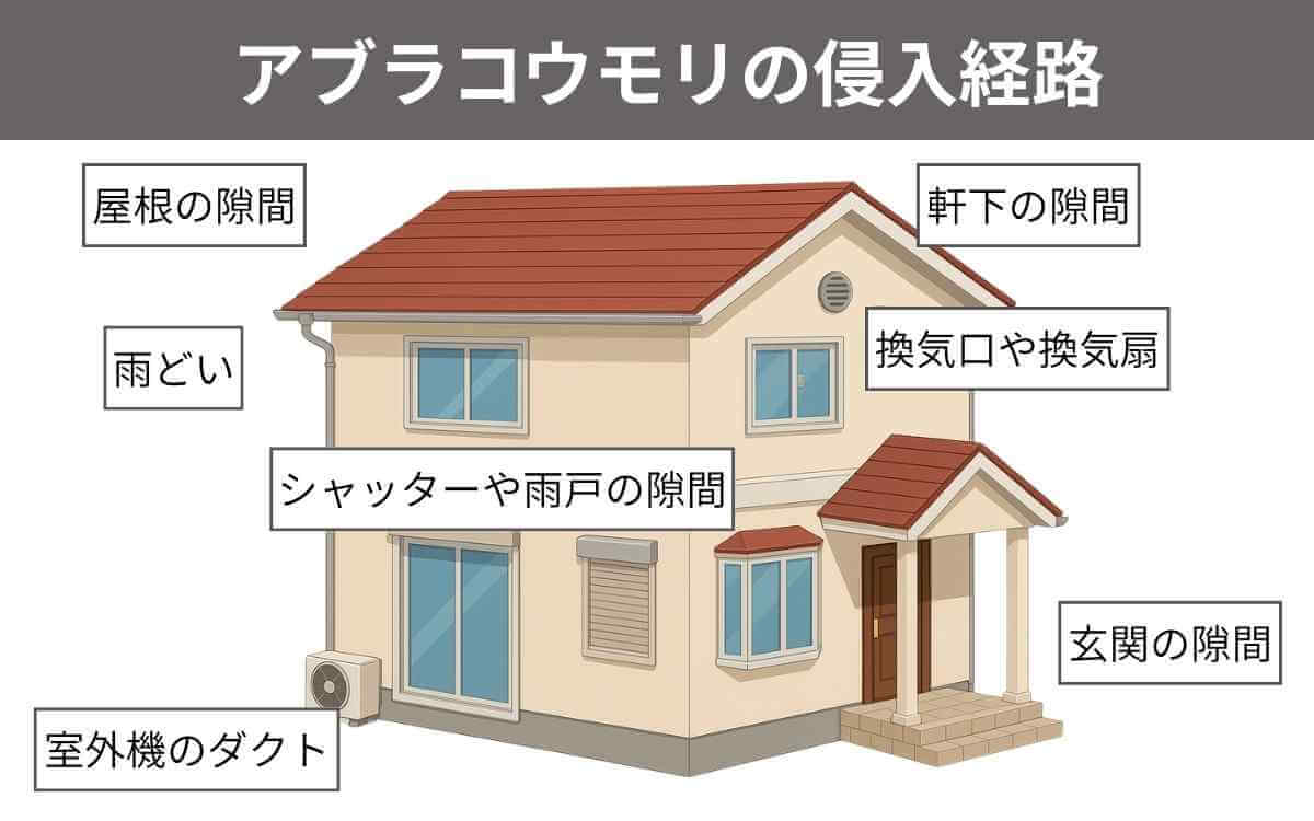 アブラコウモリの侵入経路