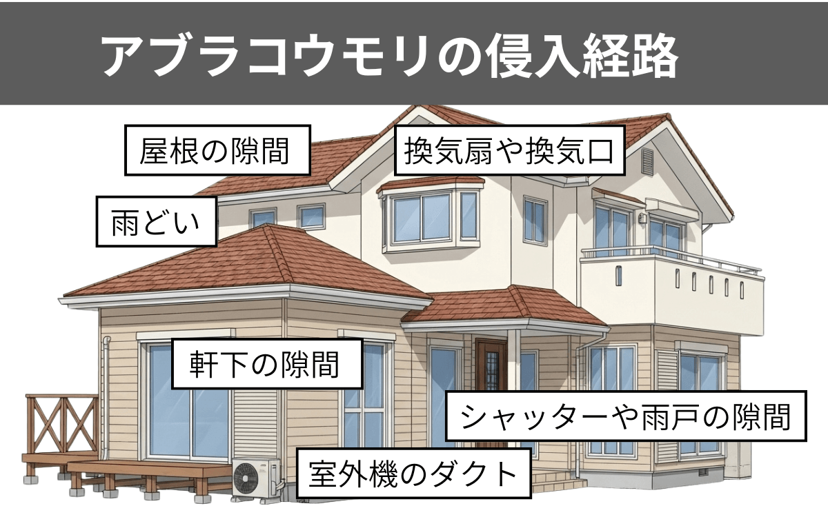 アブラコウモリの侵入経路