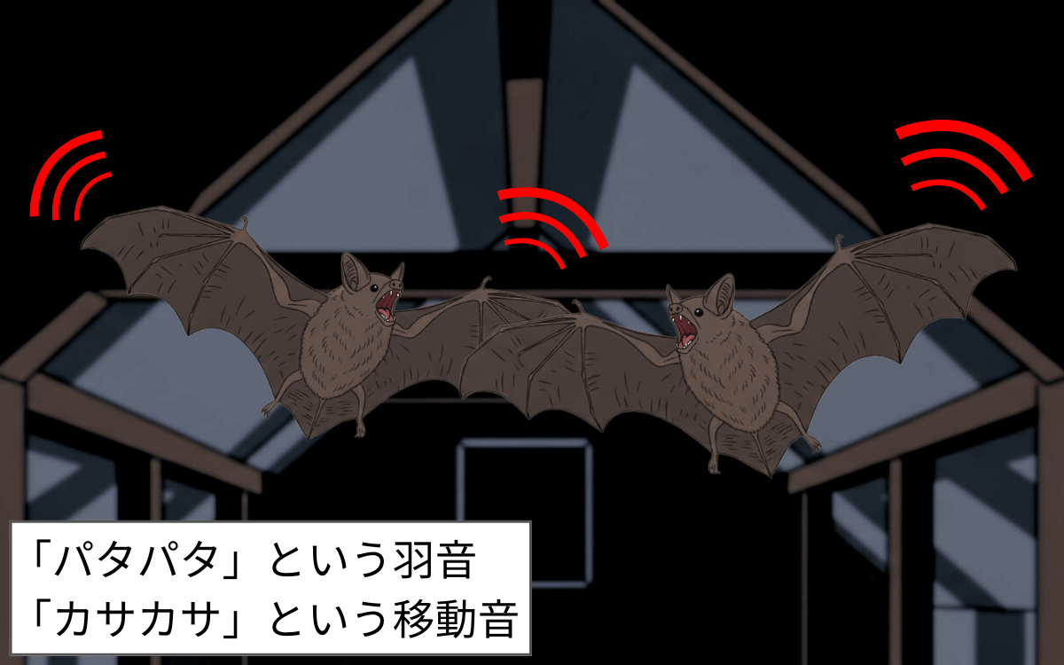 アブラコウモリの活動音