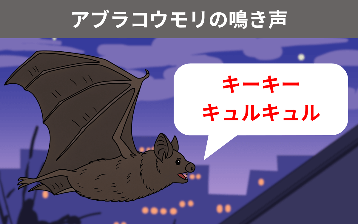 アブラコウモリの鳴き声