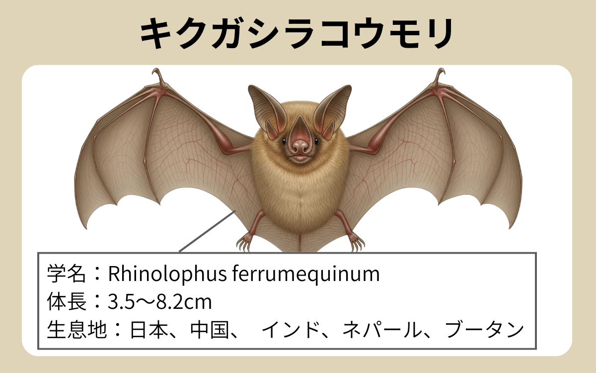 キクガシラコウモリ