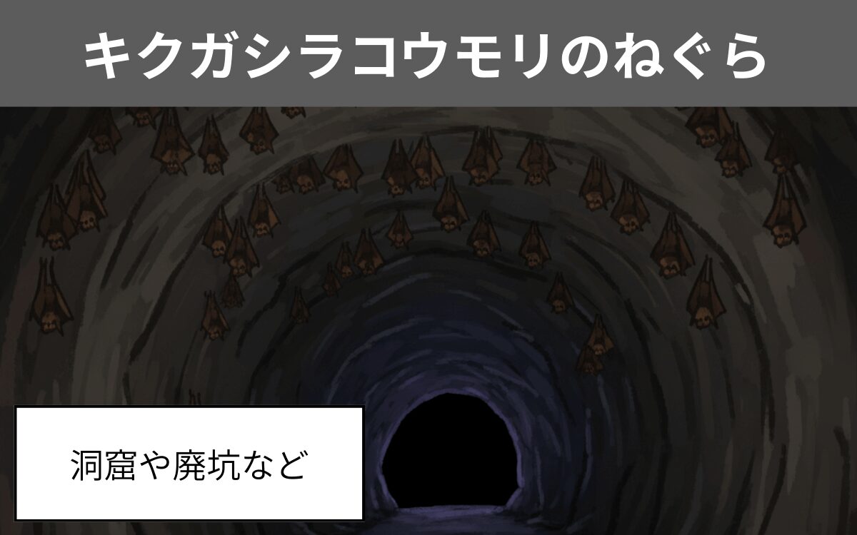 キクガシラコウモリのねぐら