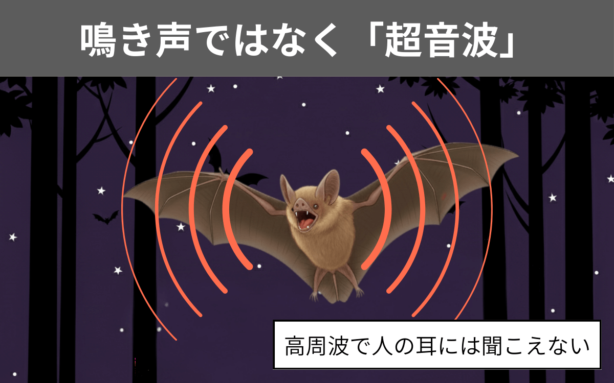 キクガシラコウモリの鳴き声