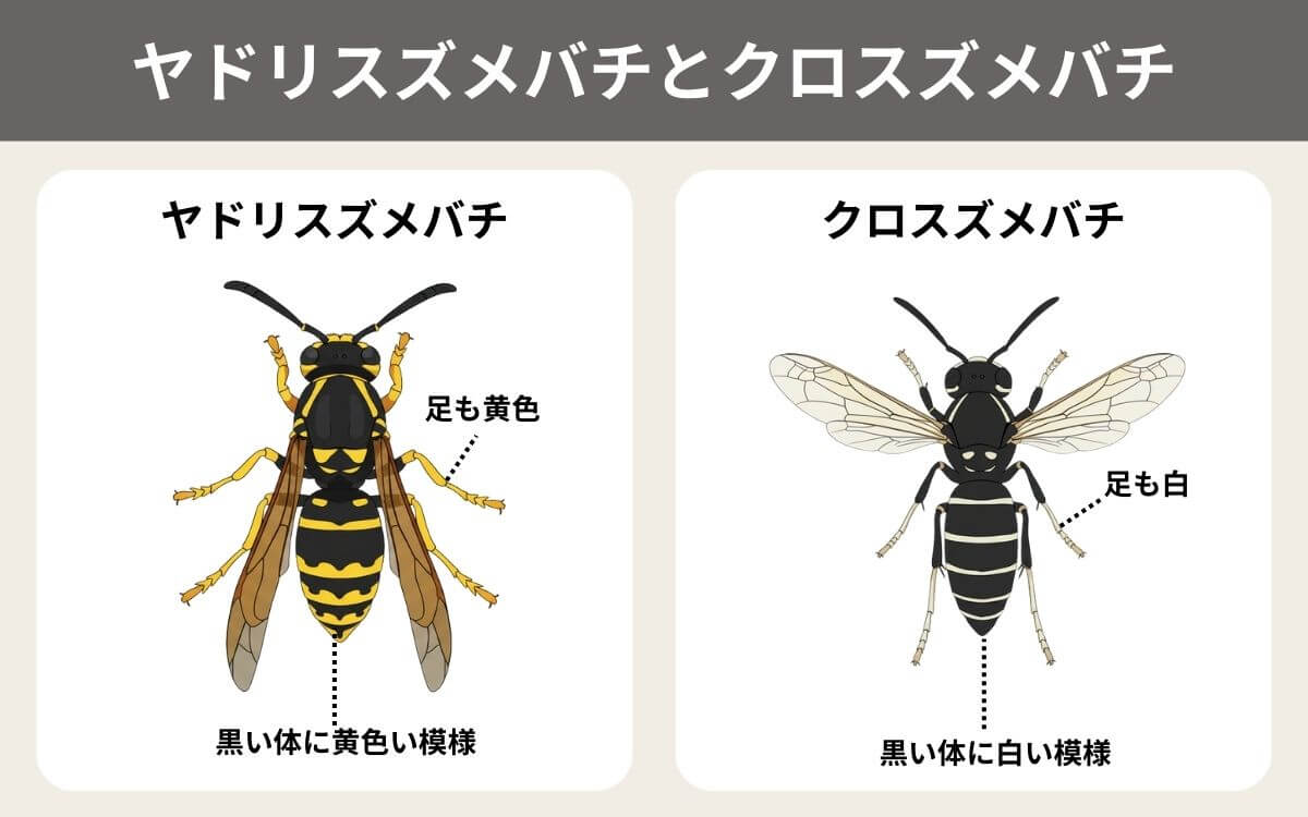 クロスズメバチとヤドリスズメバチ