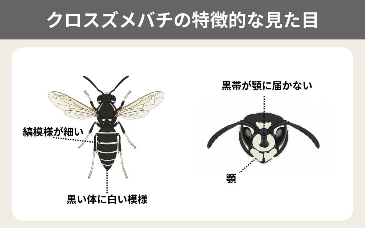 クロスズメバチの特徴的な見た目