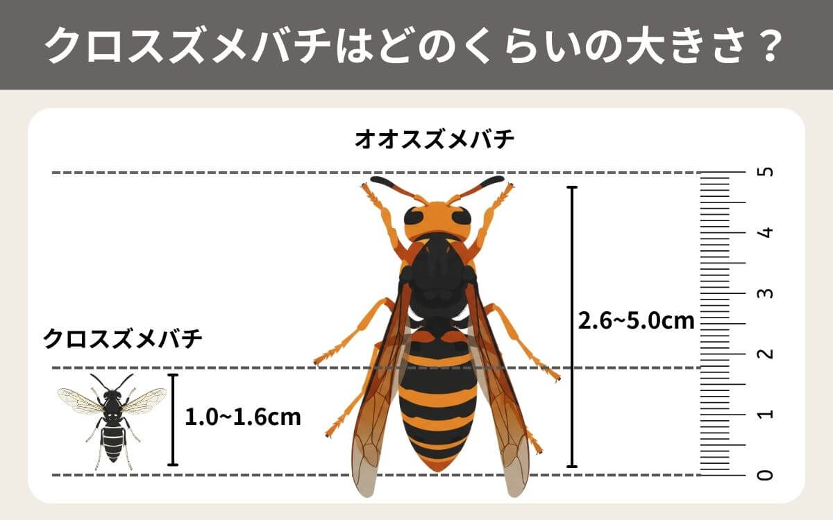 クロスズメバチはどのくらいの大きさ？