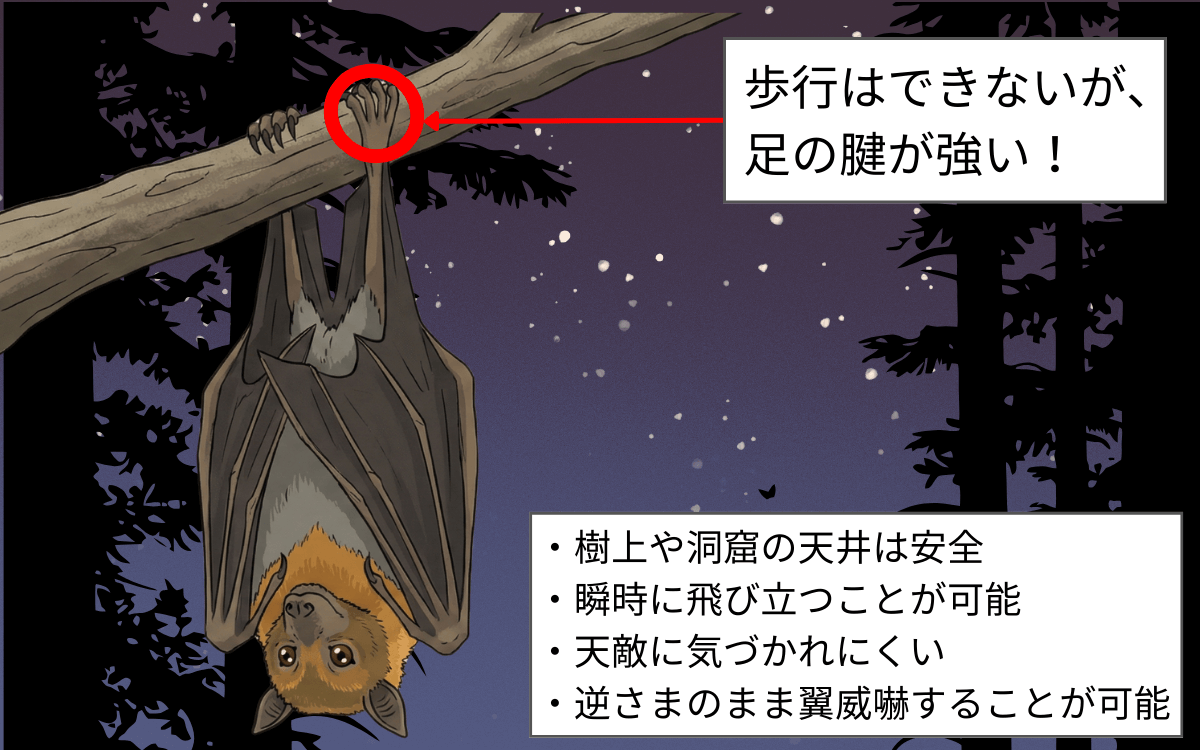 コウモリのぶら下がりの秘密