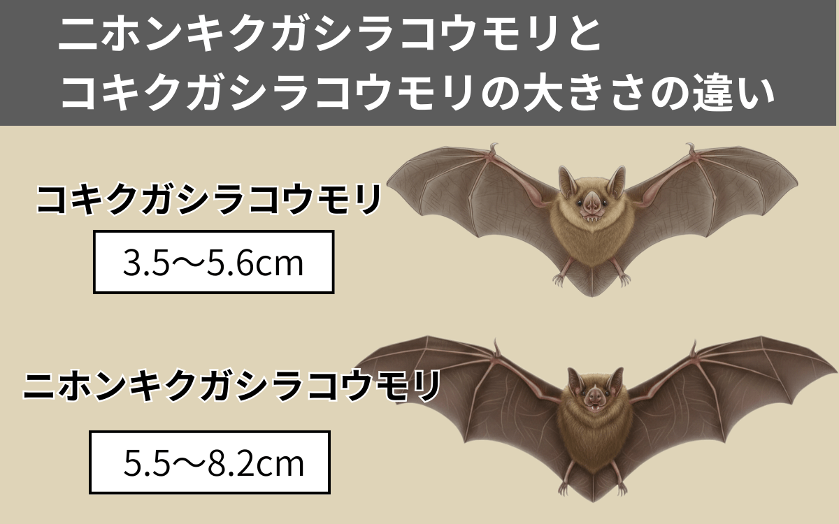 コキクガシラコウモリの大きさの違い