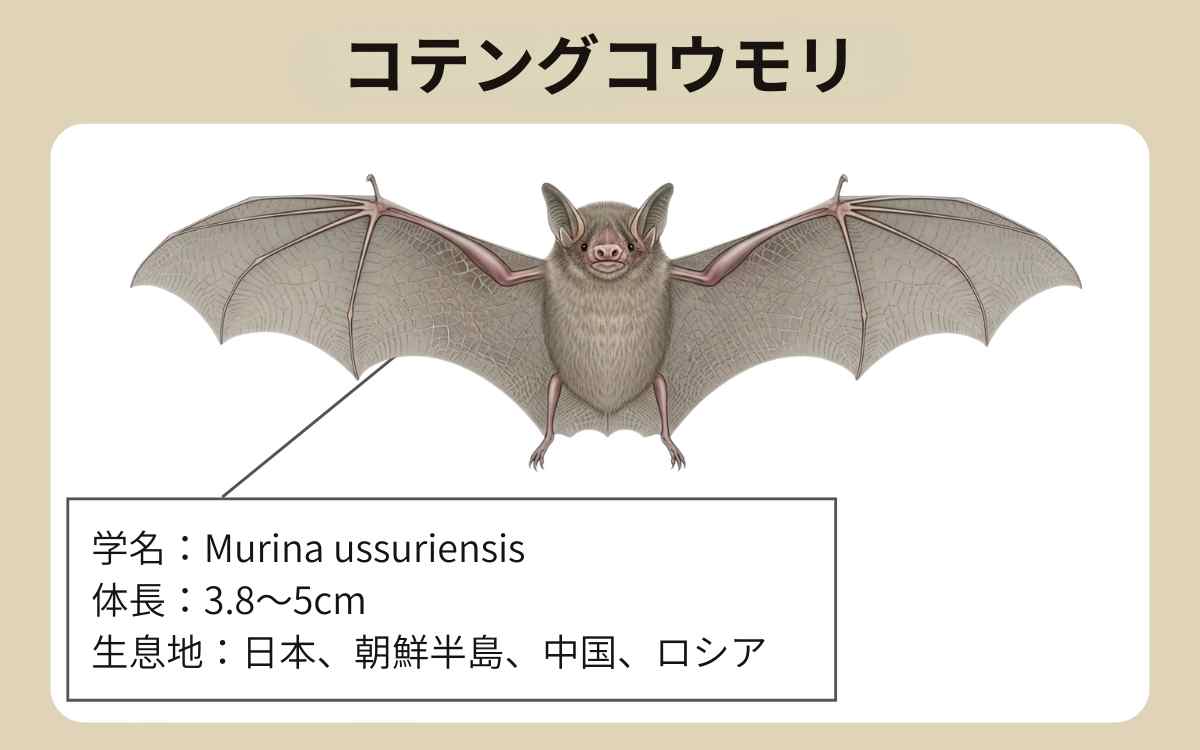コテングコウモリとは