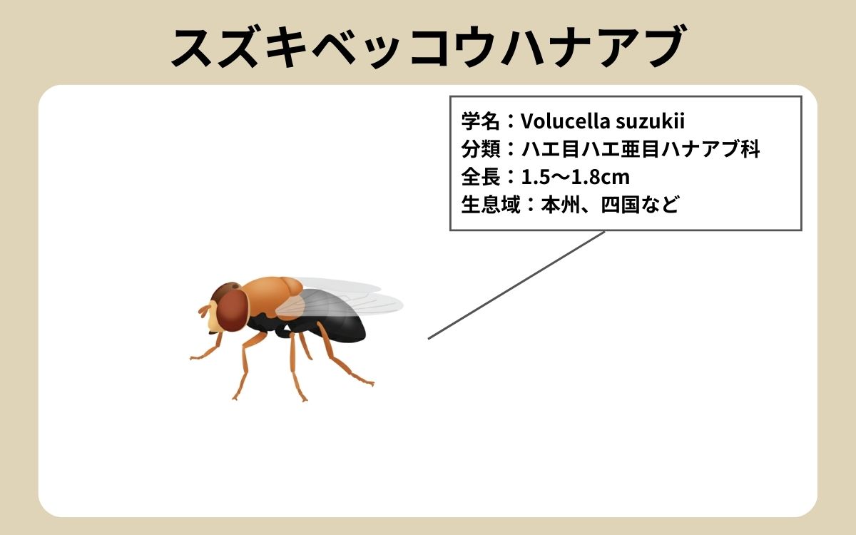 スズキベッコウハナアブ