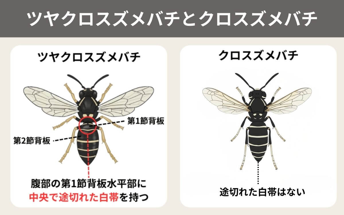 ツヤクロスズメバチとクロスズメバチ