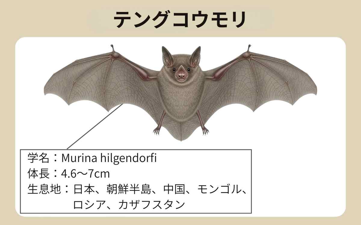 テングコウモリとは