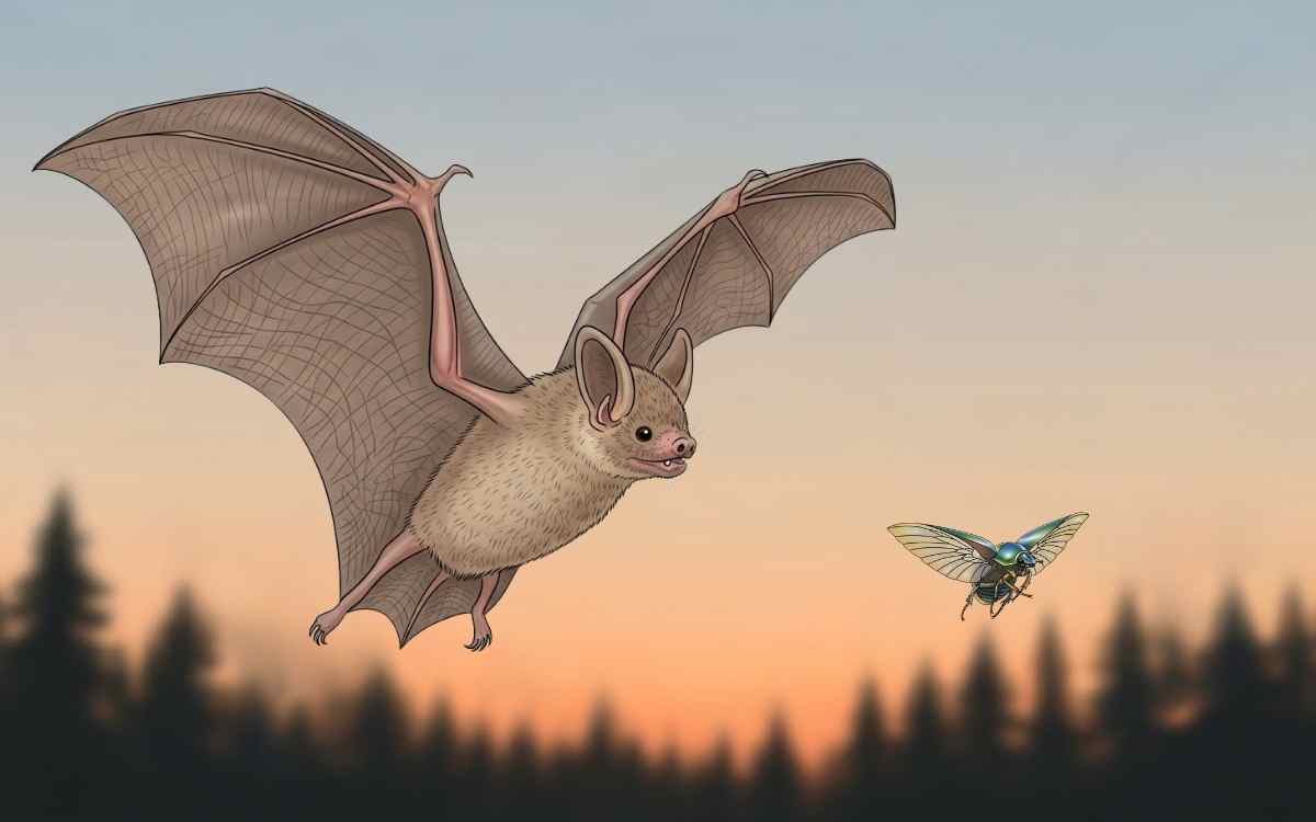 テングコウモリの主食