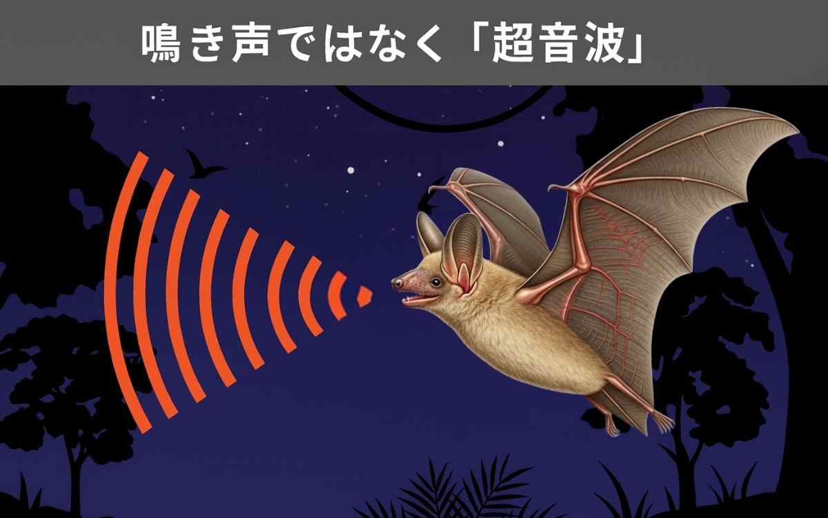 テングコウモリの鳴き声
