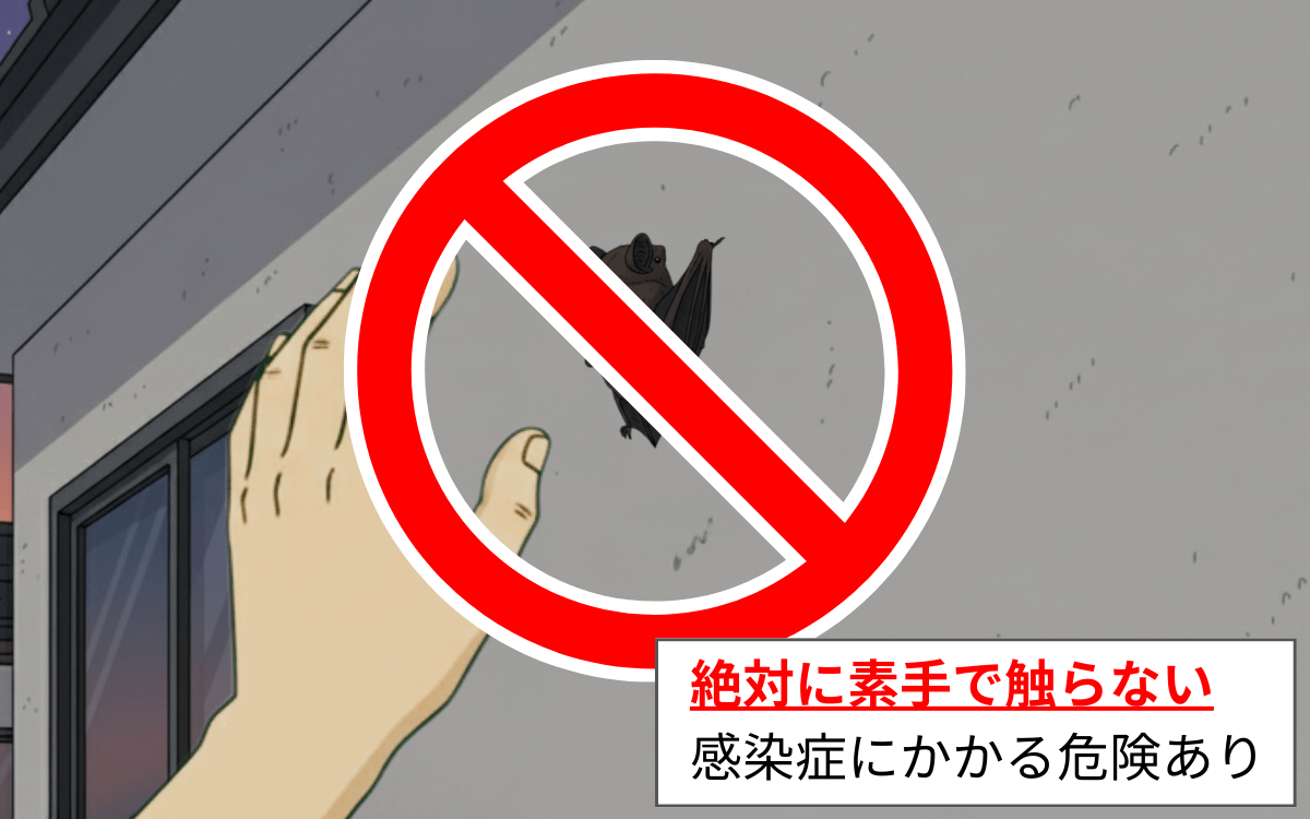 ナイトルースト中のコウモリに触らない