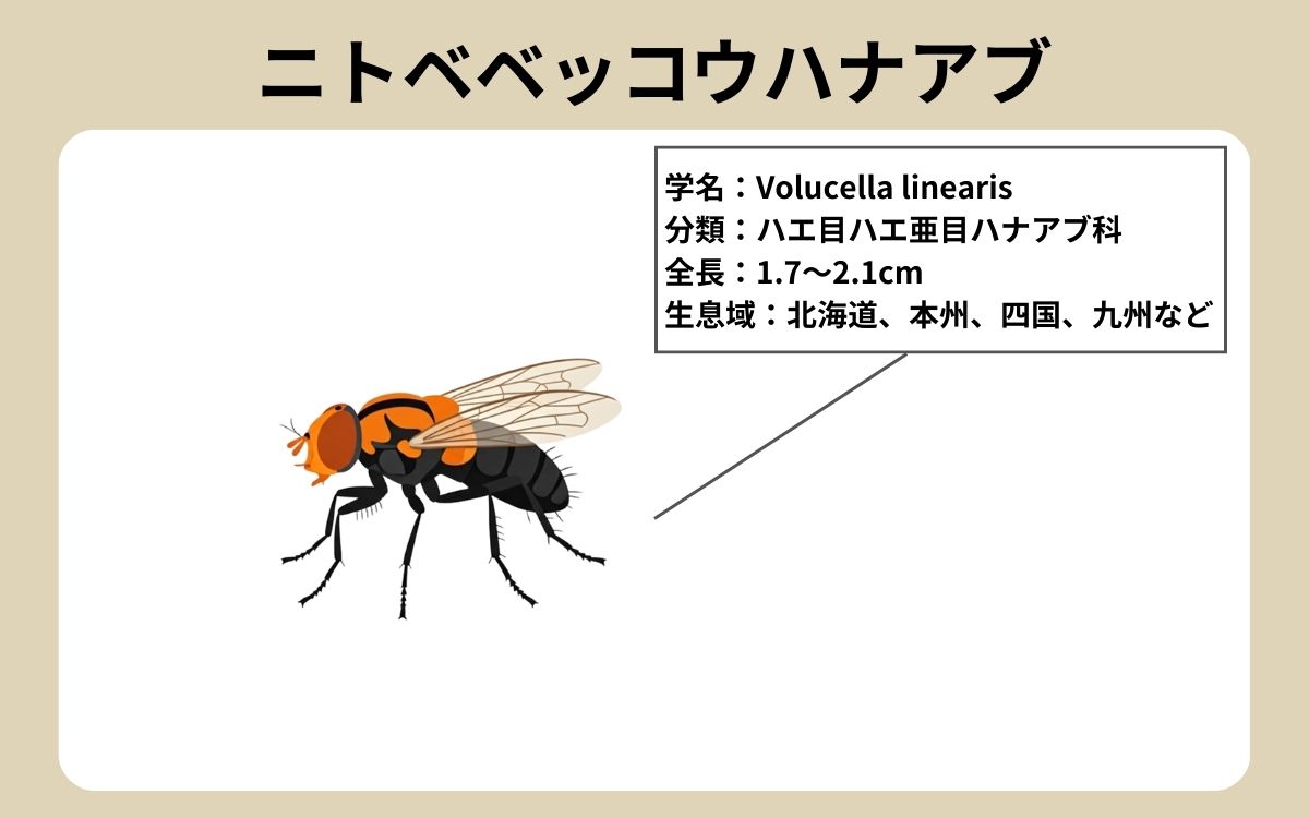 ニトベベッコウハナアブ