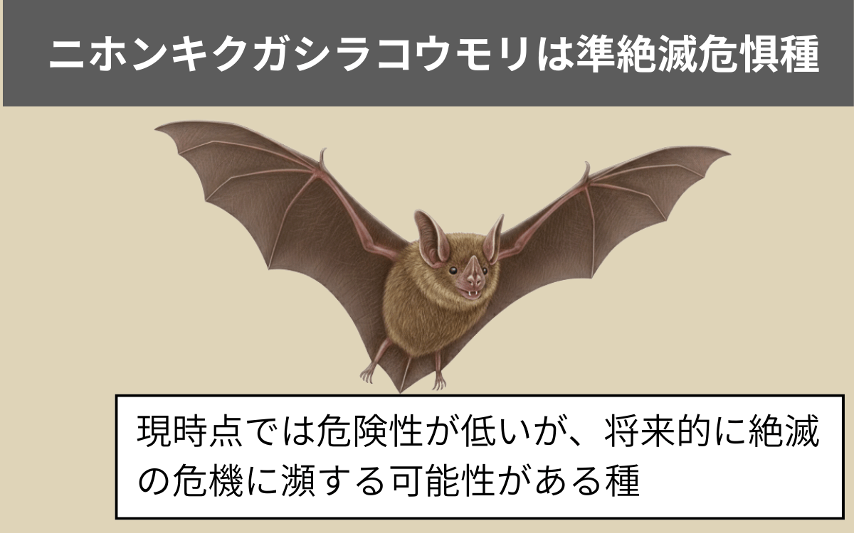 ニホンキクガシラコウモリは準絶滅危惧種