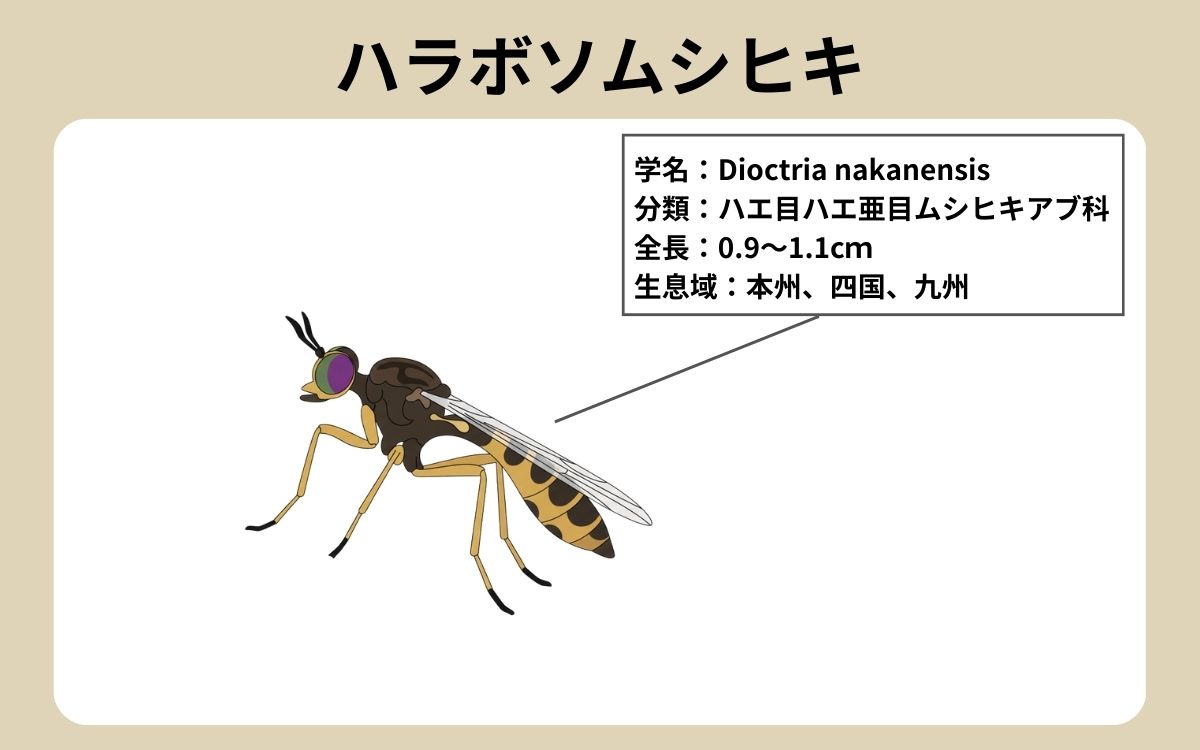 ハラボソムシヒキ