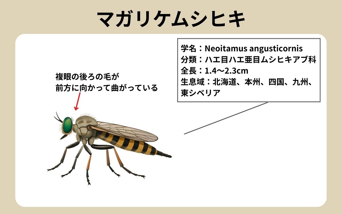 マガリケムシヒキ