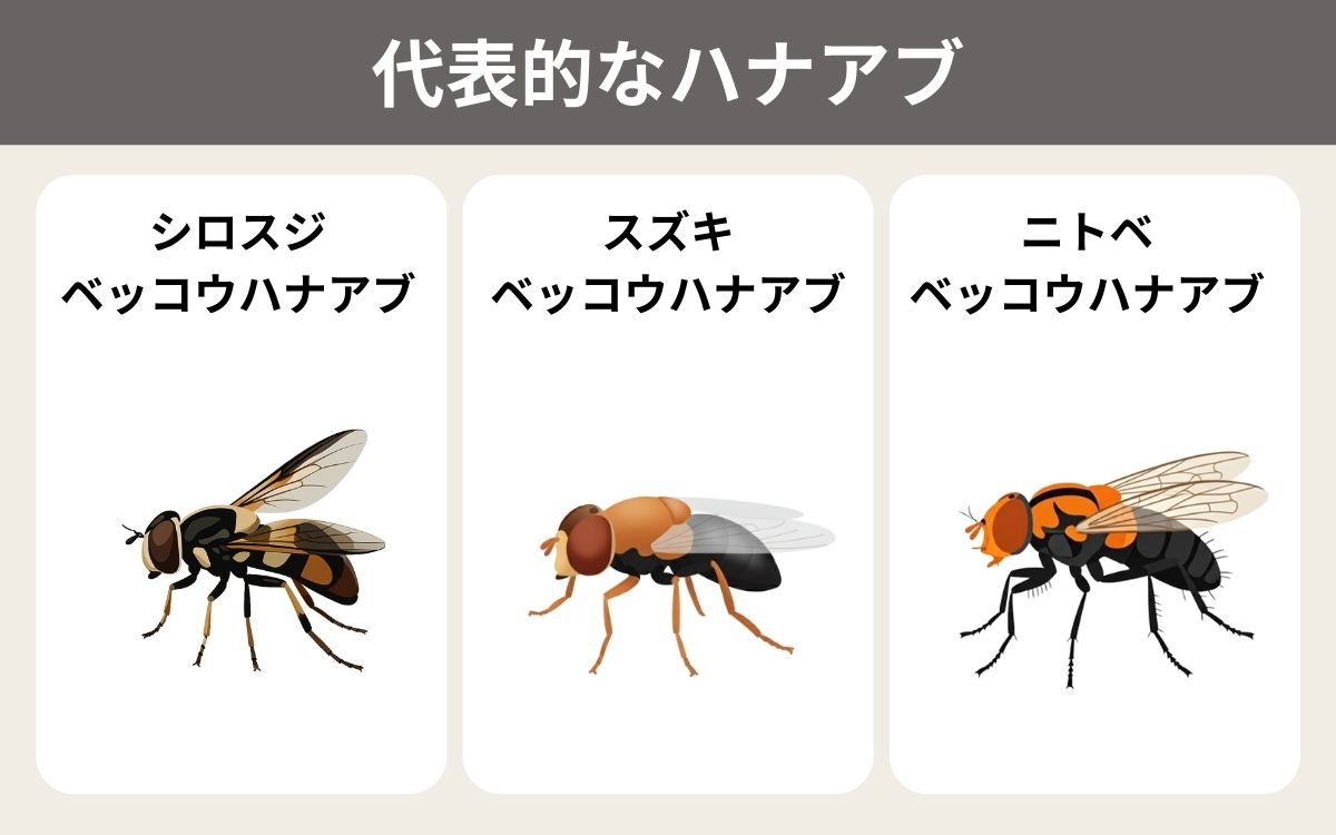 代表的なハナアブ