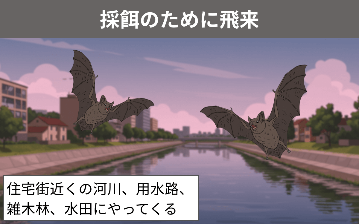 採餌のために住宅街に飛来する