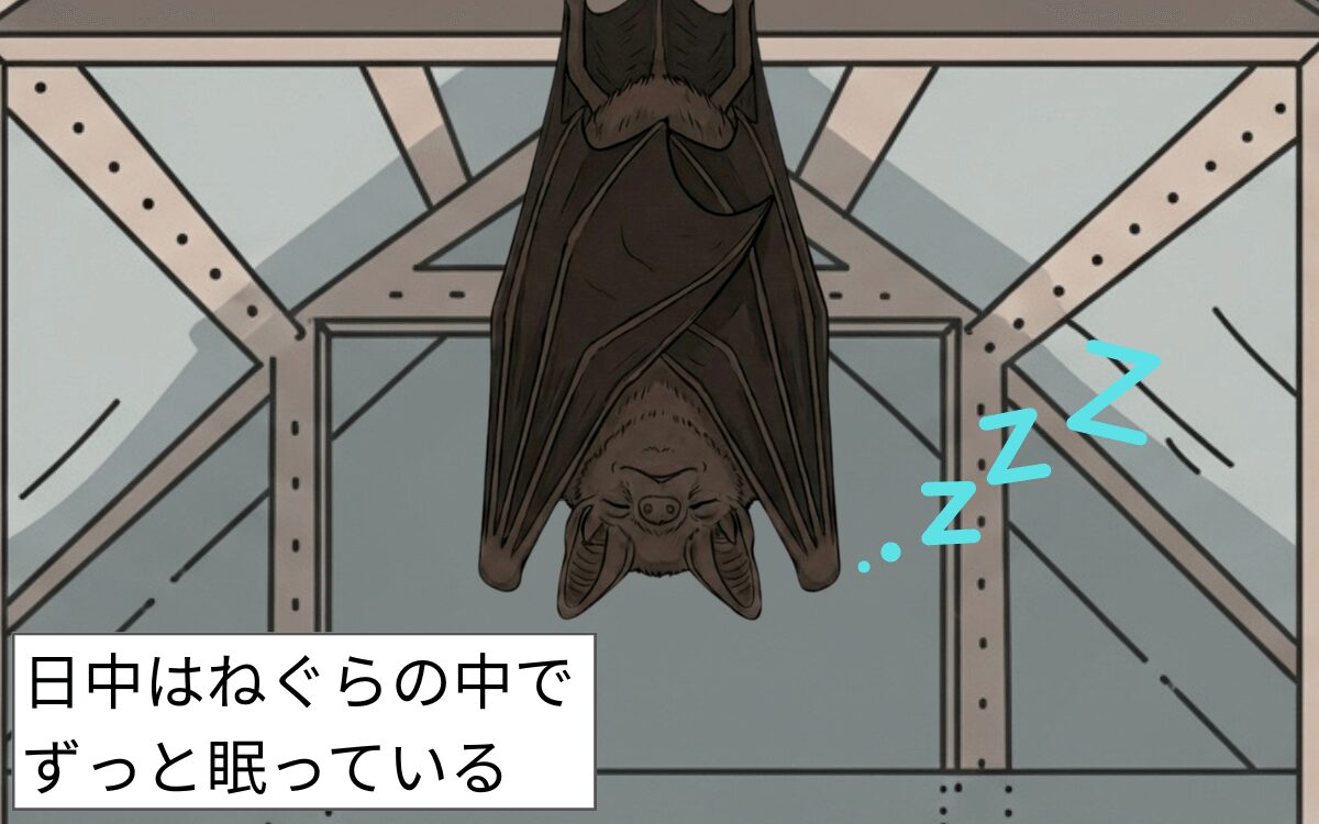 日中は寝ているアブラコウモリ
