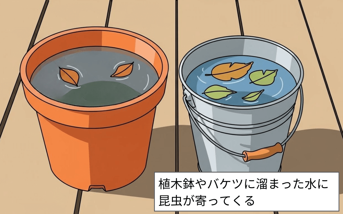 植木鉢やバケツに溜まった水に昆虫が寄ってくる