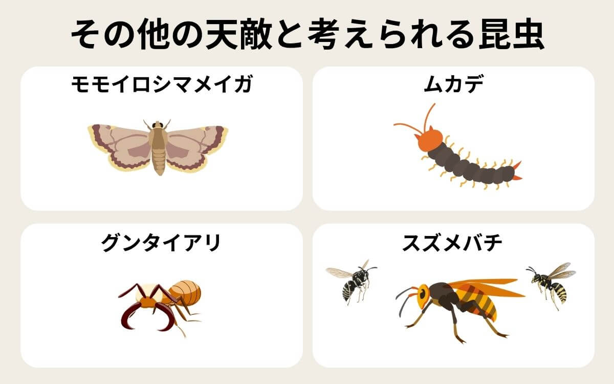 その他のスズメバチの天敵と考えられる昆虫