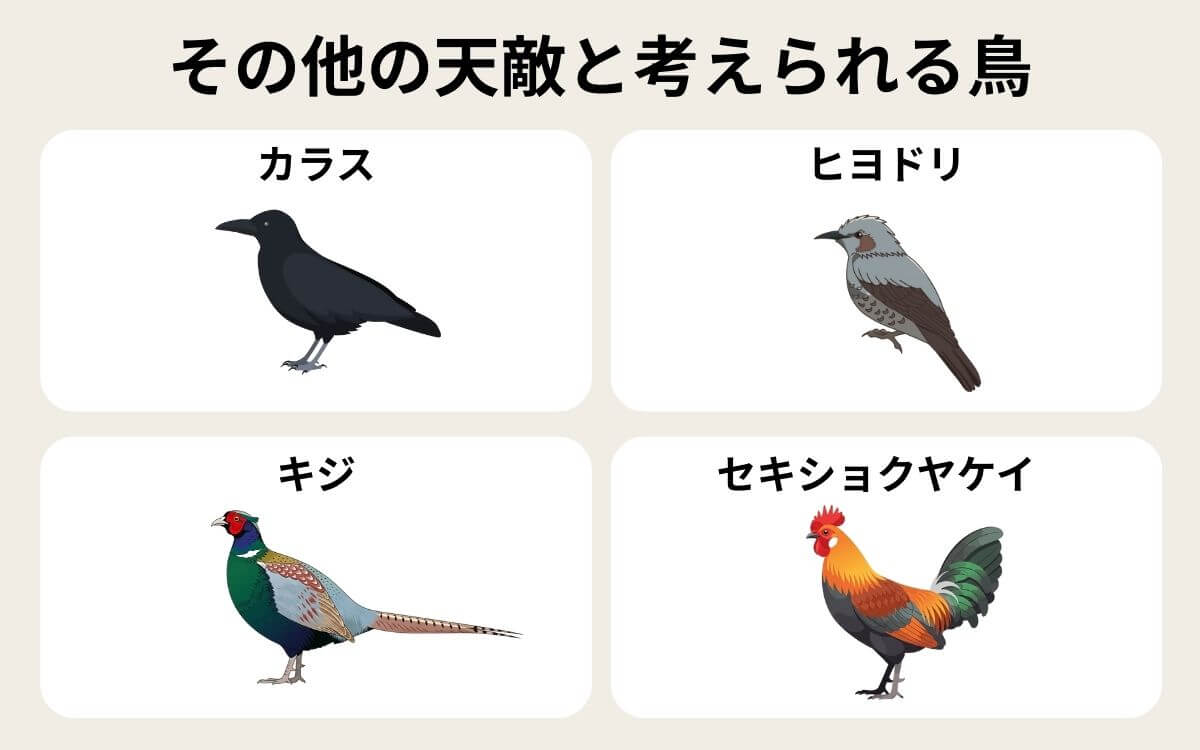 その他のスズメバチの天敵と考えられる鳥