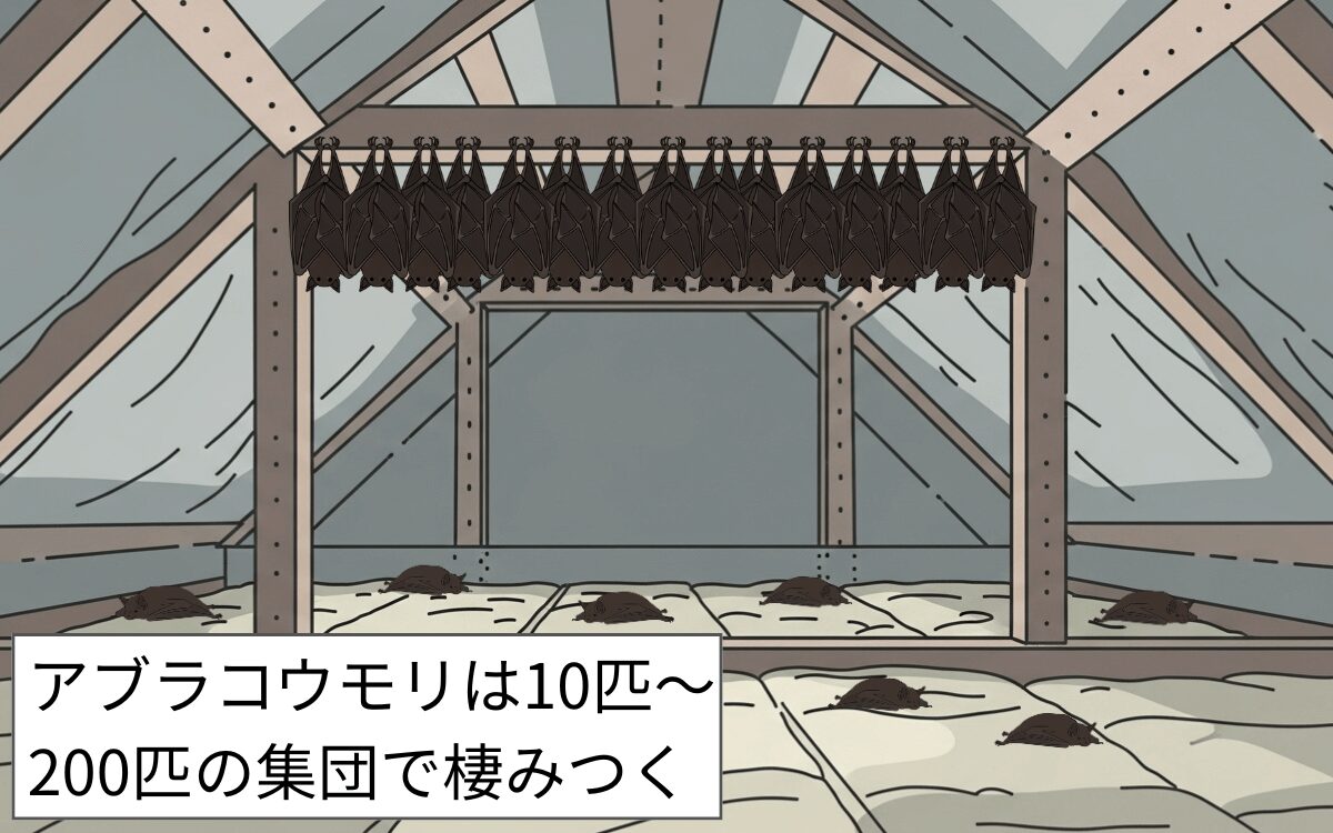 アブラコウモリは1匹ではなく集団で巣をつくる