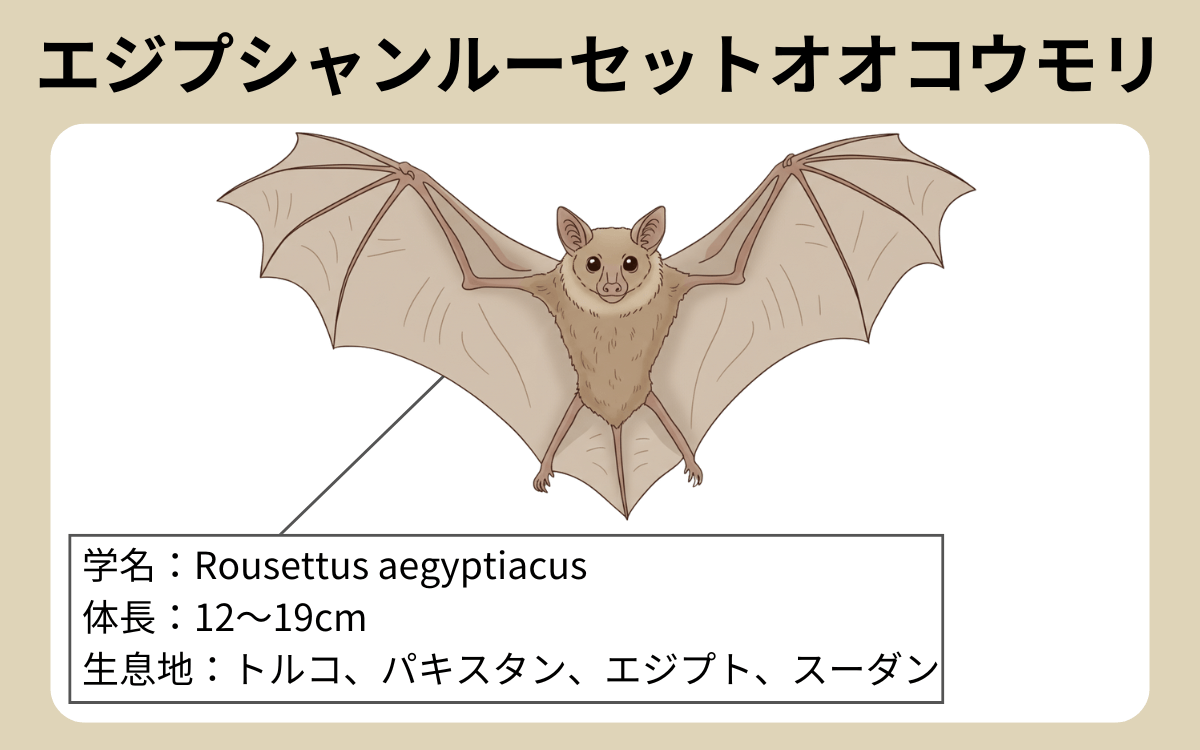 エジプシャンルーセットオオコウモリ