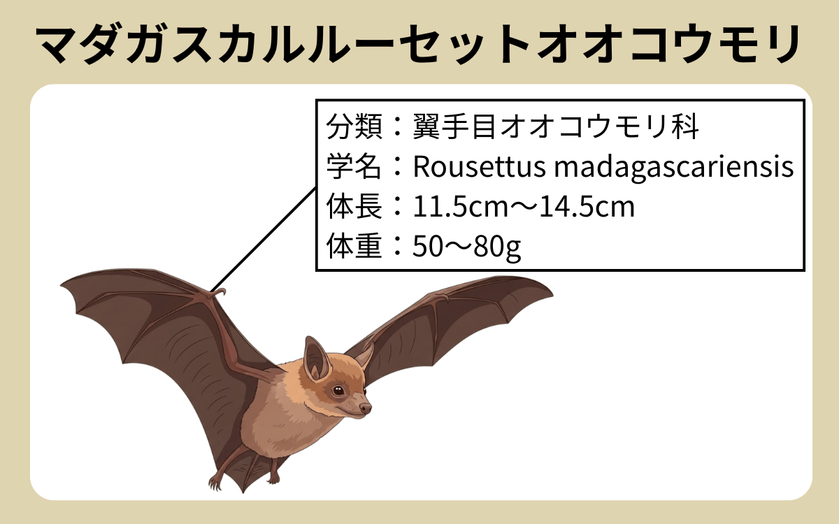 エジプシャンルーセットコウモリ 3 1