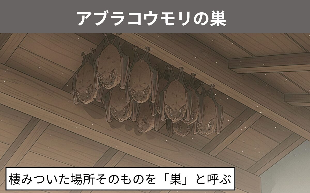 エジプシャンルーセットコウモリ 4