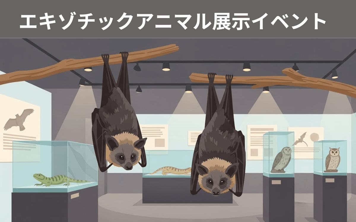 エジプシャンルーセットコウモリ 4